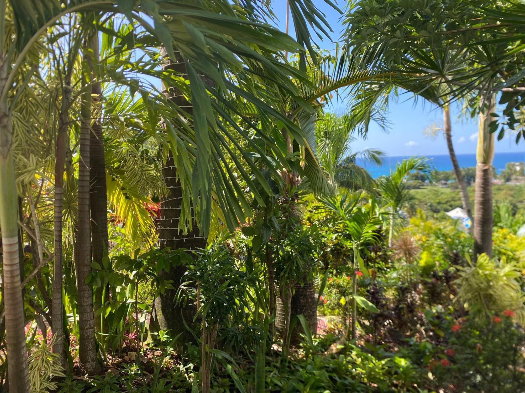 Residence Caraibes Bonheur Deshaies Extérieur photo